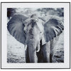 Foto in lijst - Olifant - Zwart / Wit - Glas / Hout - 50 x 2 x 50 cm
