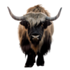  Decoratieve Tuindoek - Yak - Print - Vierkant - 80 x 80 cm