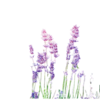 Decoratieve -  Tuindoek - Lavendel - Print - Vierkant - Buiten - 80 x 80 cm