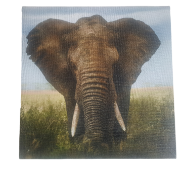 Print op canvas olifant - Multicolor - Canvas - 18 x 18 cm