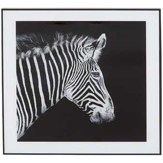 Foto In Lijst Zebra - Zwart / Wit - Glas / Kunststof - 50 x 50 cm
