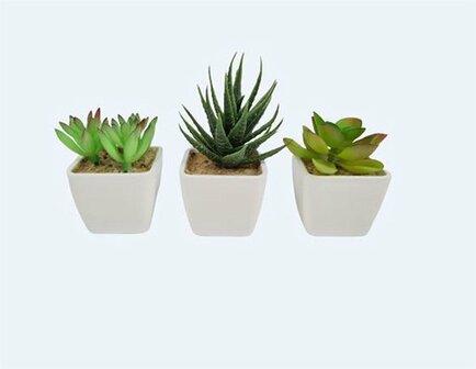 Mini Vetplantjes Stekel - Wit / Multicolor - Kunststof / Keramiek - 5 x 5 x 7 cm - Set van 3 - Plantjes
