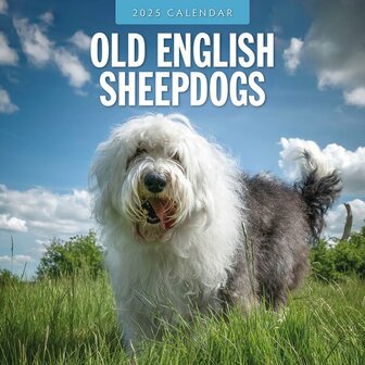 Old English Sheepdogs - Bobtail 2025 - 16-Monatskalender