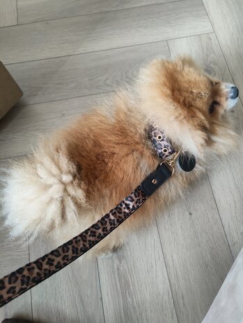 Hondenhalsband Panter BAILEY COLLECTION - Zwart / Goud - Halsband voor hond