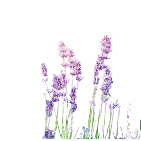 Decoratieve -  Tuindoek - Lavendel - Print - Vierkant - Buiten - 80 x 80 cm