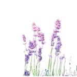 Decoratieve -  Tuindoek - Lavendel - Print - Vierkant - Buiten - 80 x 80 cm