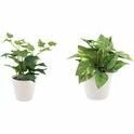 Botanische kunst planten - Wit - Set van 2 - Assorti - 20 cm