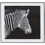 Foto In Lijst Zebra - Zwart / Wit - Glas / Kunststof - 50 x 50 cm Foto In Lijst Zebra - Zwart / Wit - Glas / Kunststof - 50 x 50 cm