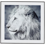 Foto in lijst - Leeuw - Zwart / Wit - Glas / Hout - 50 x 2 x 50 cm Foto in lijst - Leeuw - Zwart / Wit - Glas / Hout - 50 x 2 x 50 cm