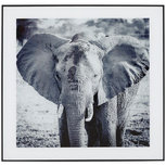 Foto in lijst - Olifant - Zwart / Wit - Glas / Hout - 50 x 2 x 50 cm Foto in lijst - Olifant - Zwart / Wit - Glas / Hout - 50 x 2 x 50 cm