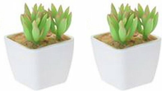 Mini Vetplantjes Stekel - Wit / Multicolor - Kunststof / Keramiek - 5 x 5 x 7 cm - Set van 2 - Plantjes Mini Vetplantjes Stekel - Wit / Multicolor - Kunststof / Keramiek - 5 x 5 x 7 cm - Set van 2 - Plantjes