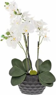 Orchidee CORINA - Zwart - l 10 x b 20 x h 75 cm - Kunstbloem Orchidee CORINA - Zwart - l 10 x b 20 x h 75 cm - Kunstbloem