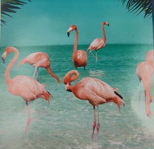 Douchegordijn Flamingo met verzwaard koord - Tropisch print - Groen blauw / Multicolor - 180 x 200 cm - inclu 12 ringen Douchegordijn Flamingo met verzwaard koord - Tropisch print - Groen blauw / Multicolor - 180 x 200 cm - inclu 12 ringen
