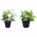 Botanische kunst planten - Zwart - 20 cm - Set van 2 - Assorti - Kunstplant - Plant Botanische kunst planten - Zwart - 20 cm - Set van 2 - Assorti - Kunstplant - Plant